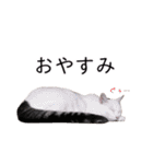 さつこさんちの猫ver2.0（個別スタンプ：11）