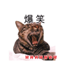 さつこさんちの猫ver2.0（個別スタンプ：12）