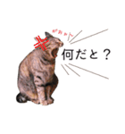 さつこさんちの猫ver2.0（個別スタンプ：13）