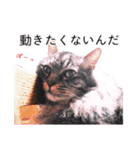 さつこさんちの猫ver2.0（個別スタンプ：14）