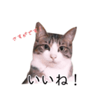 さつこさんちの猫ver2.0（個別スタンプ：15）