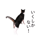 さつこさんちの猫ver2.0（個別スタンプ：16）