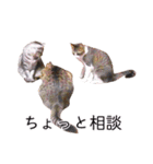 さつこさんちの猫ver2.0（個別スタンプ：20）