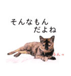 さつこさんちの猫ver2.0（個別スタンプ：21）