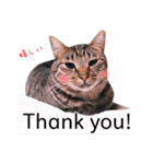 さつこさんちの猫ver2.0（個別スタンプ：22）