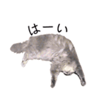 さつこさんちの猫ver2.0（個別スタンプ：24）