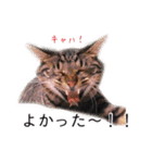 さつこさんちの猫ver2.0（個別スタンプ：25）