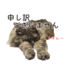 さつこさんちの猫ver2.0（個別スタンプ：26）