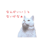 さつこさんちの猫ver2.0（個別スタンプ：27）