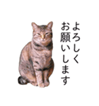 さつこさんちの猫ver2.0（個別スタンプ：28）