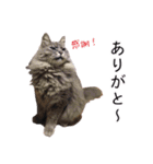 さつこさんちの猫ver2.0（個別スタンプ：30）