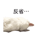 さつこさんちの猫ver2.0（個別スタンプ：31）