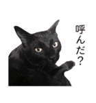 さつこさんちの猫ver2.0（個別スタンプ：32）