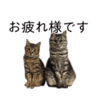 さつこさんちの猫ver2.0（個別スタンプ：33）