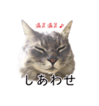 さつこさんちの猫ver2.0（個別スタンプ：34）