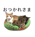 さつこさんちの猫ver2.0（個別スタンプ：35）