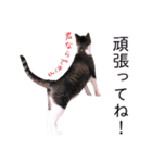 さつこさんちの猫ver2.0（個別スタンプ：36）