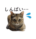 さつこさんちの猫ver2.0（個別スタンプ：37）