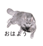 さつこさんちの猫ver2.0（個別スタンプ：38）