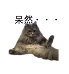 さつこさんちの猫ver2.0（個別スタンプ：39）