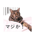 さつこさんちの猫ver2.0（個別スタンプ：40）
