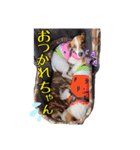 アン♡シェリ（個別スタンプ：1）