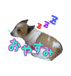 アン♡シェリ（個別スタンプ：4）