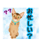 アビにゃん シンプルな日常会話（個別スタンプ：33）