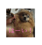 日常の会話プリンversion（個別スタンプ：3）