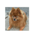 日常の会話プリンversion（個別スタンプ：4）