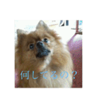 日常の会話プリンversion（個別スタンプ：7）