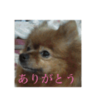 日常の会話プリンversion（個別スタンプ：10）