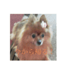 日常の会話プリンversion（個別スタンプ：11）