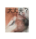 日常の会話プリンversion（個別スタンプ：15）