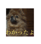 日常の会話プリンversion（個別スタンプ：16）