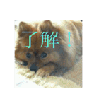 日常の会話プリンversion（個別スタンプ：17）