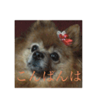 日常の会話プリンversion（個別スタンプ：18）