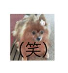 日常の会話プリンversion（個別スタンプ：20）