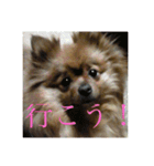 日常の会話プリンversion（個別スタンプ：21）
