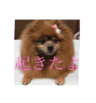 日常の会話プリンversion（個別スタンプ：31）