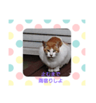 SUMMERday★（個別スタンプ：8）