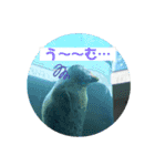 水族館のかわいい仲間たち♪（個別スタンプ：9）