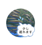 水族館のかわいい仲間たち♪（個別スタンプ：13）