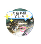 水族館のかわいい仲間たち♪（個別スタンプ：14）