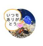 水族館のかわいい仲間たち♪（個別スタンプ：16）