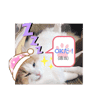 猫のキサ2（個別スタンプ：5）