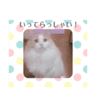 猫のキサ2（個別スタンプ：9）