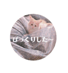 猫のキサ2（個別スタンプ：14）