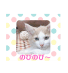 猫のキサ2（個別スタンプ：15）