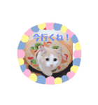 猫のキサ2（個別スタンプ：18）